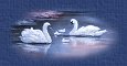 Swans